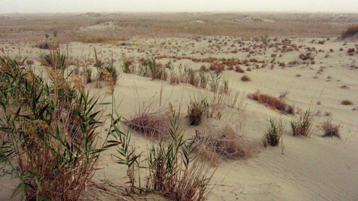 Espécies resistentes à seca foram escolhidas para sobreviver ao clima extremo / Colegota/Wikimedia Commons