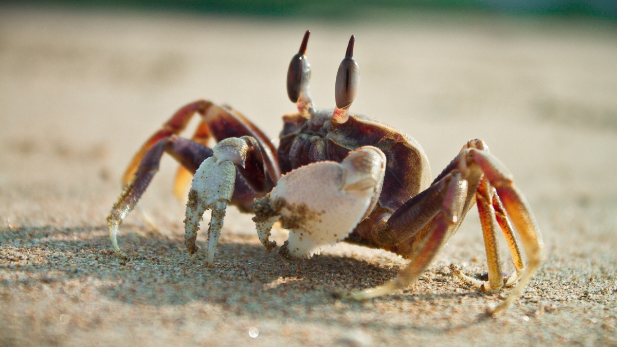 Para muitos ouvidos brasileiros, o ditongo