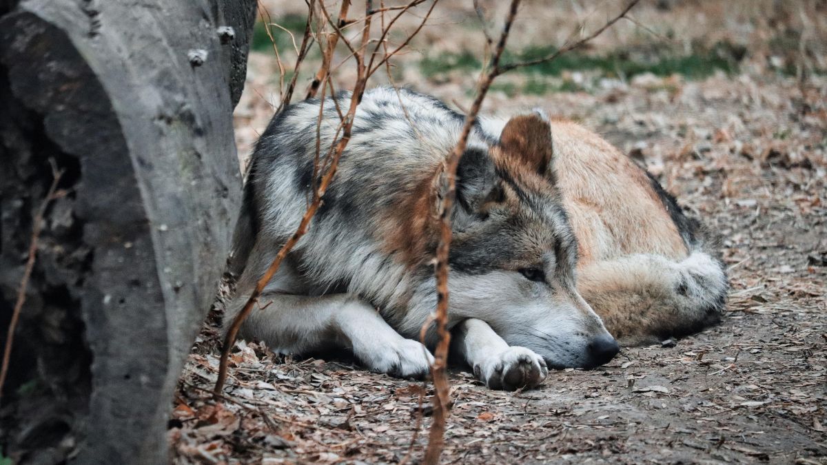 Estudos apontam que alguns animais da área apresentam alterações no sistema imunológico / Pixabay