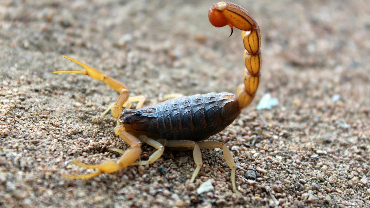 O aumento das temperaturas favorece a atividade dos escorpiões, que saem à noite em busca de alimento/Pexels
