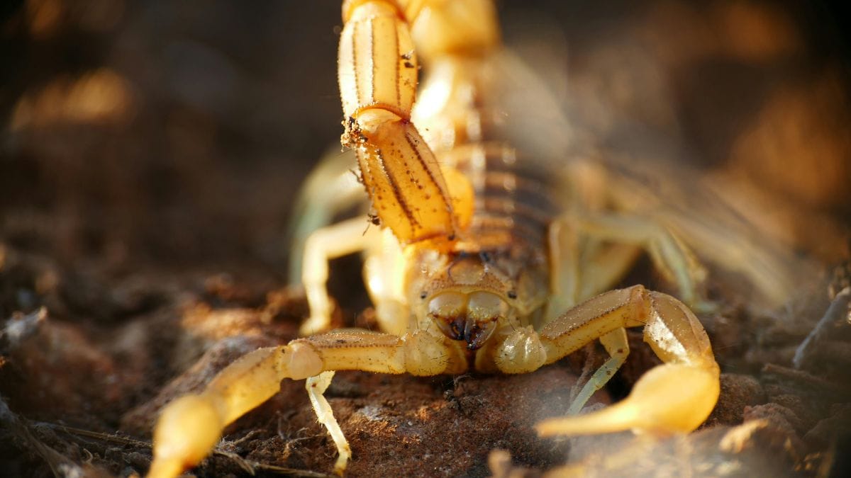 A expansão das cidades e o acúmulo de lixo contribuem para a proliferação do animal nas áreas urbanas/Pexels