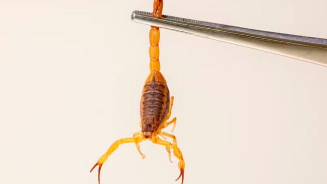 O escorpião-amarelo é considerado o mais venenoso entre as espécies encontradas no Brasil e, por isso, sua presença em áreas urbanas acende um alerta