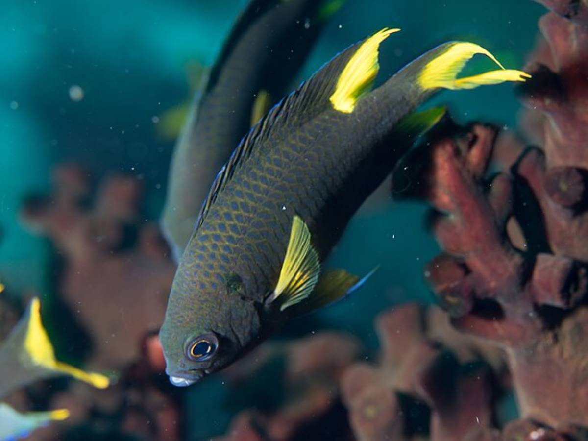 As primeiras ocorrências foram registradas no Parque Estadual Marinho da Laje de Santos e na Estação Ecológica Tupinambás, ambos no litoral de São Paulo