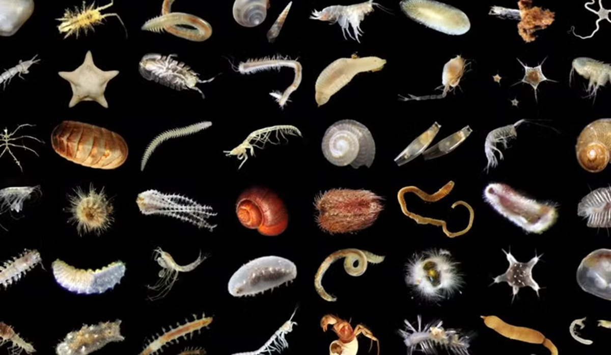 Expedição científica revela um "jardim de vidro" a 4 mil metros de profundidade, repleto de criaturas raras e misteriosas (Natural History Museum/ University of Gothenburg)