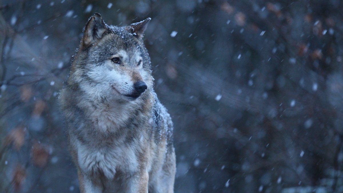 Pesquisadores analisam as defesas genéticas das matilhas para identificar caminhos inéditos na medicina humana
