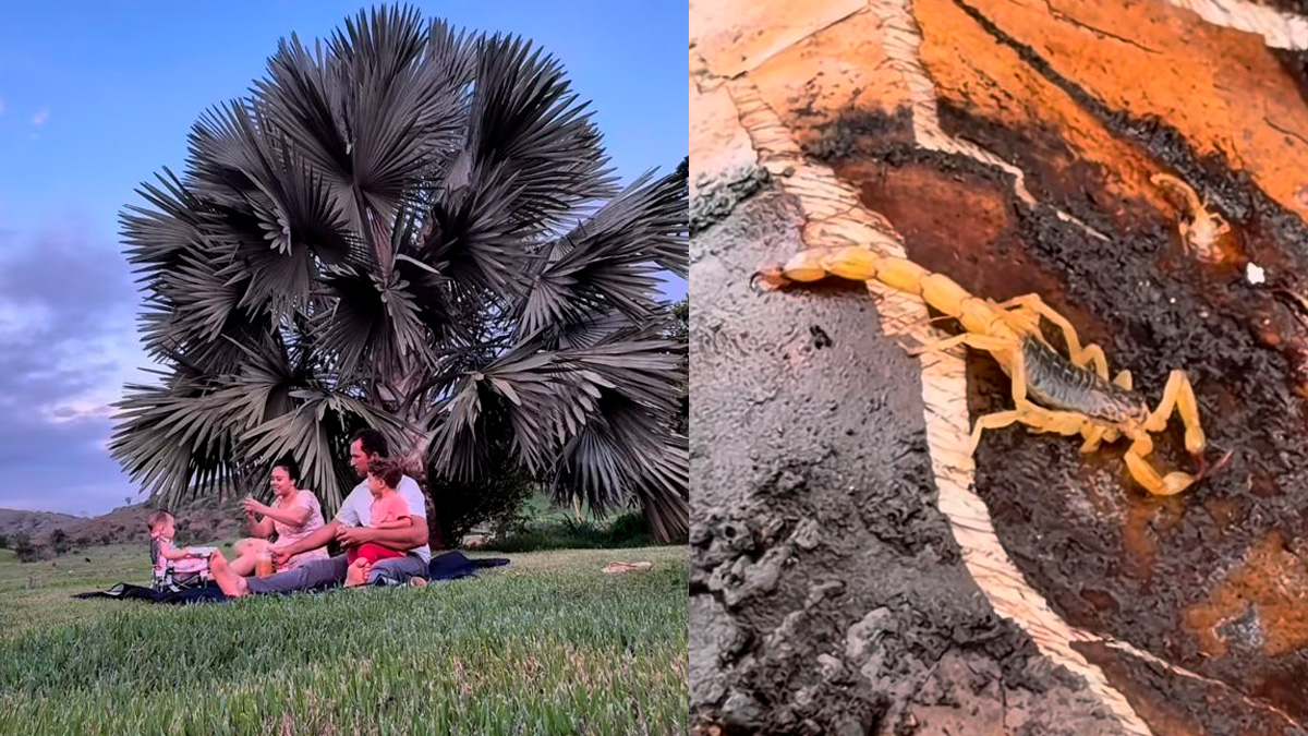 Uma situação assustadora vivida por uma família viralizou nas redes sociais e acendeu um alerta sobre cuidados dentro de casa.