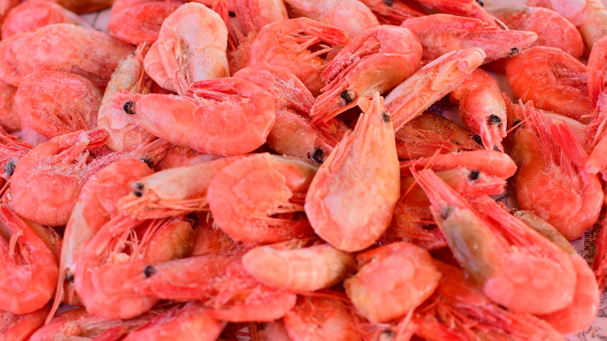 O defeso também contribui para manter o equilíbrio dos ecossistemas marinhos, evitando a sobrepesca. Pixabay