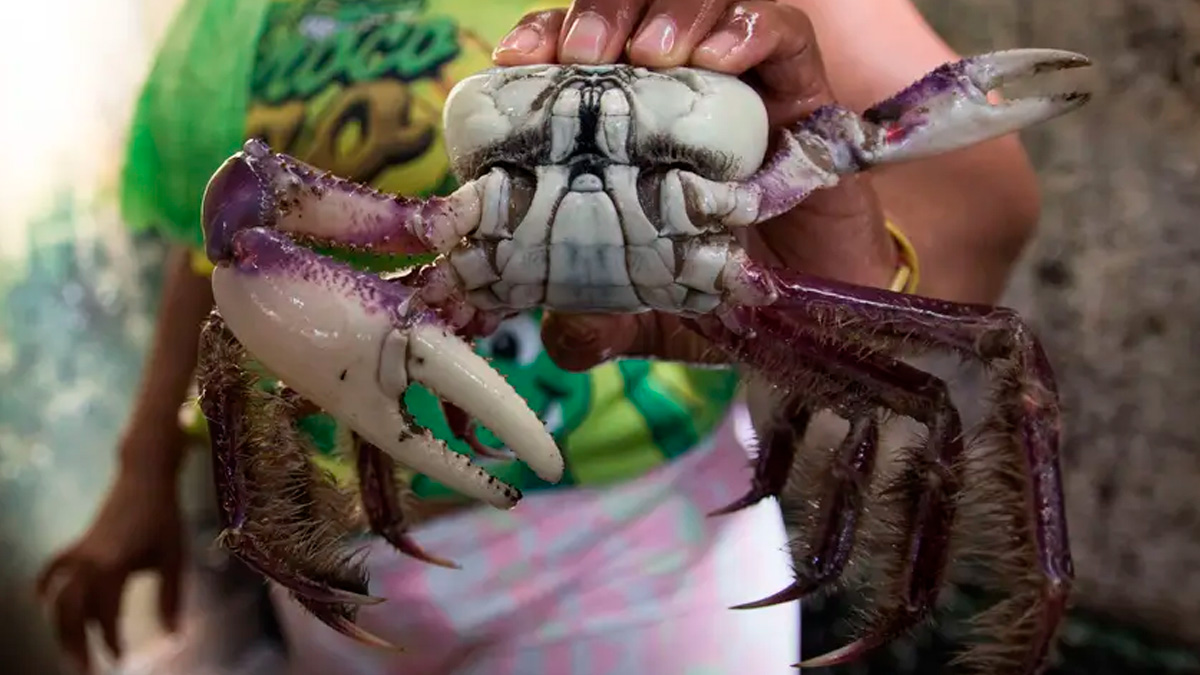 Foto: Pedro Guerreiro - Ag. Pará