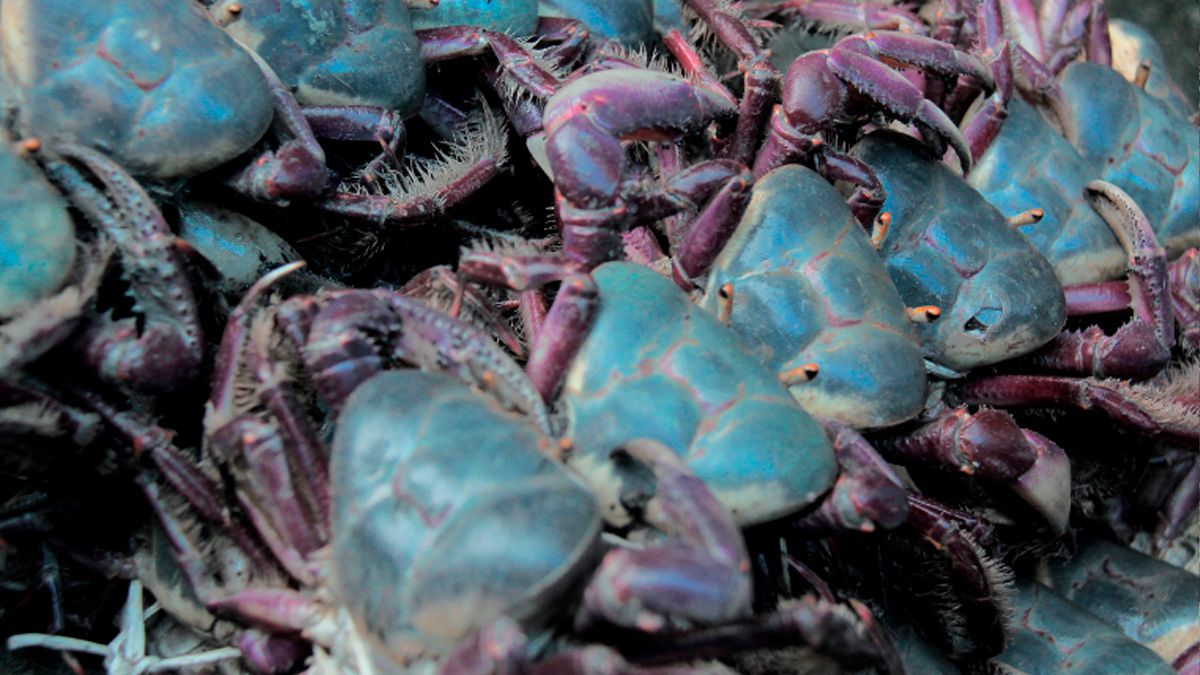 Entrou em vigor no início de fevereiro o período de defeso do caranguejo-uçá em estados das regiões Norte e Nordeste do Brasil.