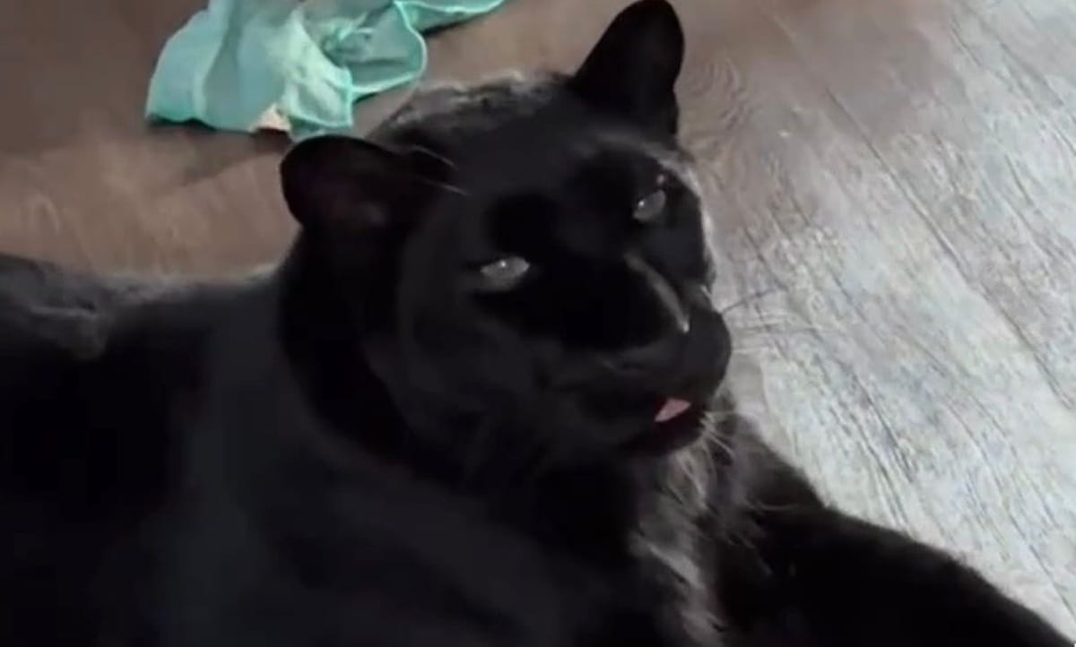 Hoje, já próxima da fase adulta, Luna vive em um espaço fechado e controlado, cercado por natureza, onde pode correr, escalar e expressar comportamentos naturais. Reprodução/Instagram @luna_the_pantera