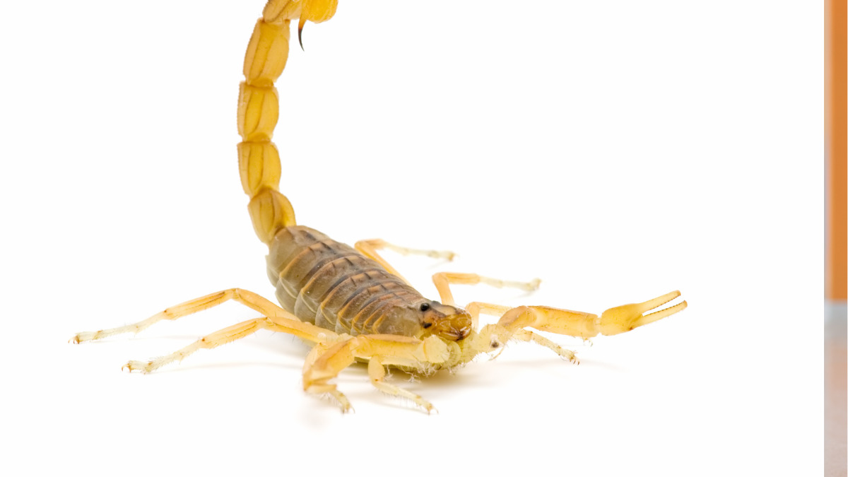O que mais preocupa os especialistas é a biologia do escorpião-amarelo. Esta espécie possui uma capacidade incrível de adaptação e se reproduz por partenogênese. Foto: Ministério da Saúde