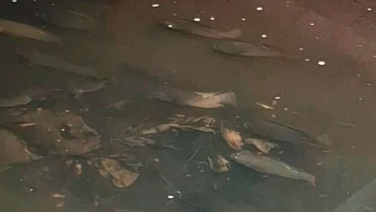 A Tilápia do Nilo, espécie originária da África, pode ser vista a olho nu em canais urbanos de Santos; porém, o ambiente poluído impacta diretamente sua qualidade biológica