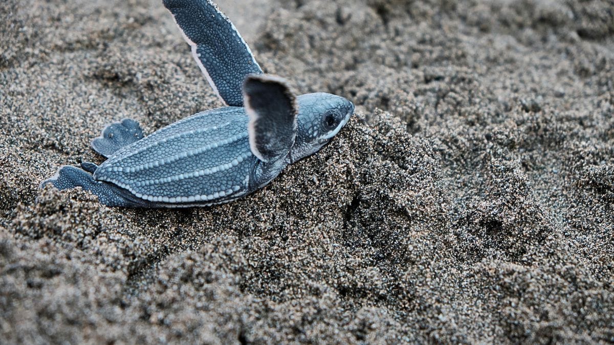 Marcas preservadas em rochas do litoral europeu indicam a movimentação de tartarugas marinhas há cerca de 80 milhões de anos/Pexels