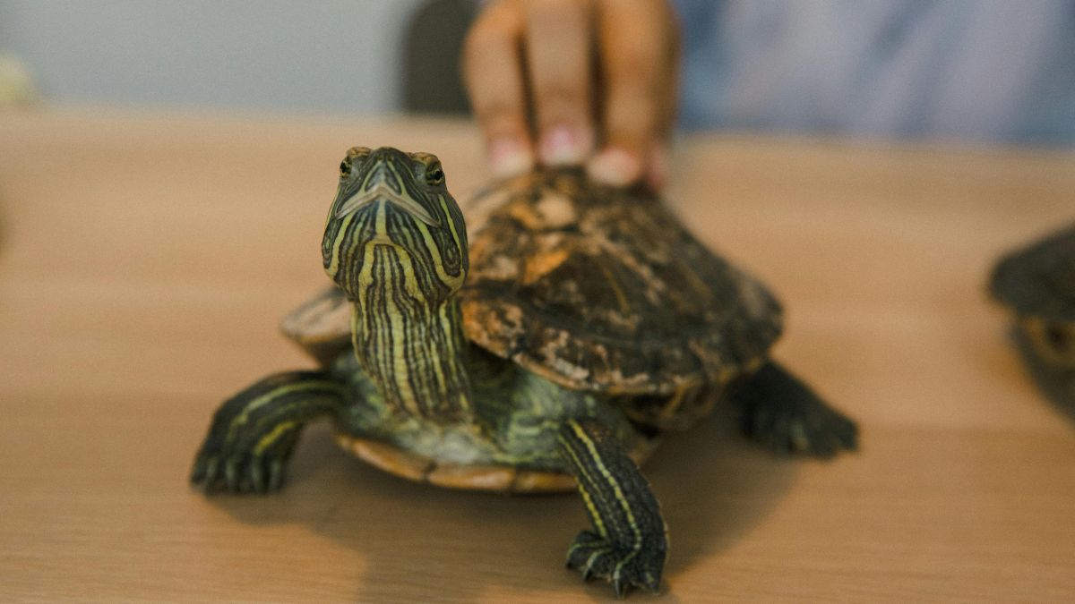 As impressões foram preservadas graças a um deslizamento de sedimentos no fundo do mar durante o período Cretáceo/Pexels