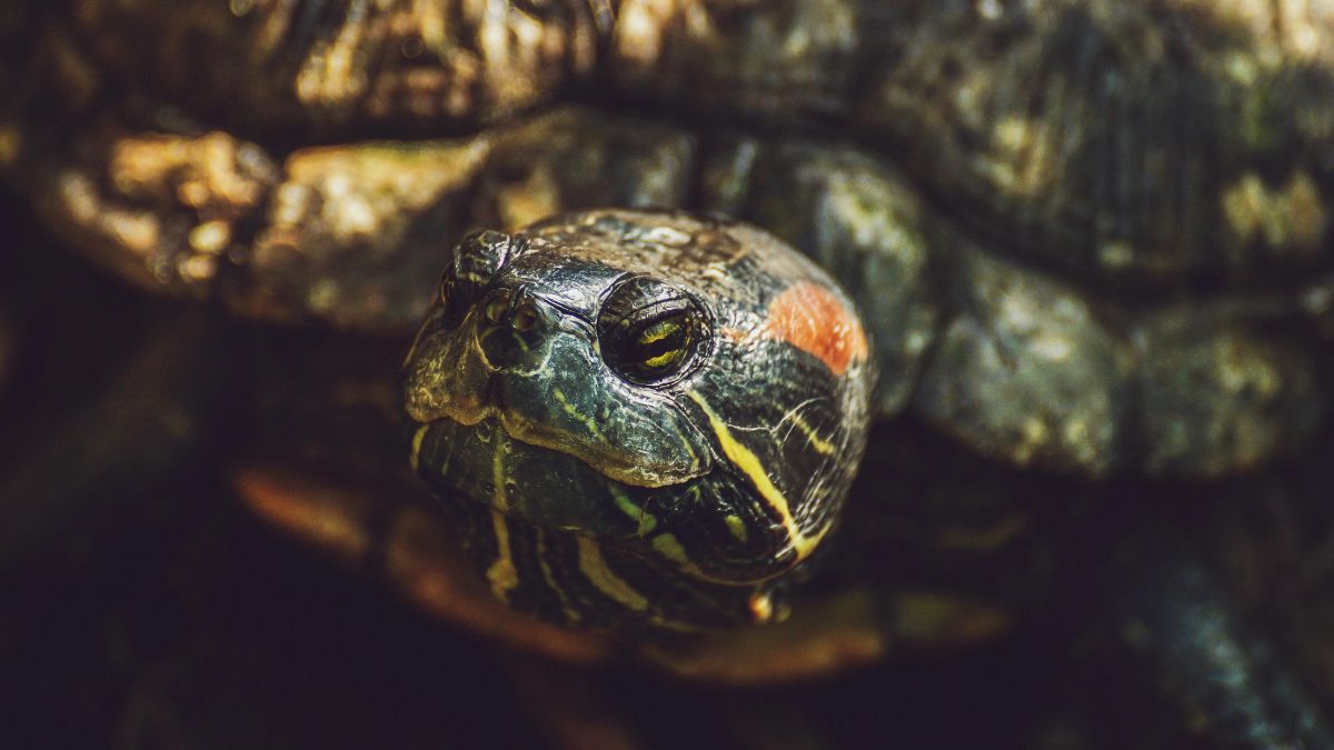 A área onde as marcas foram descobertas fazia parte do fundo oceânico antes de ser elevada por movimentos tectônicos/Pexels