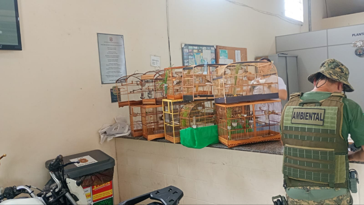 Ao todo, foram encontradas 11 gaiolas