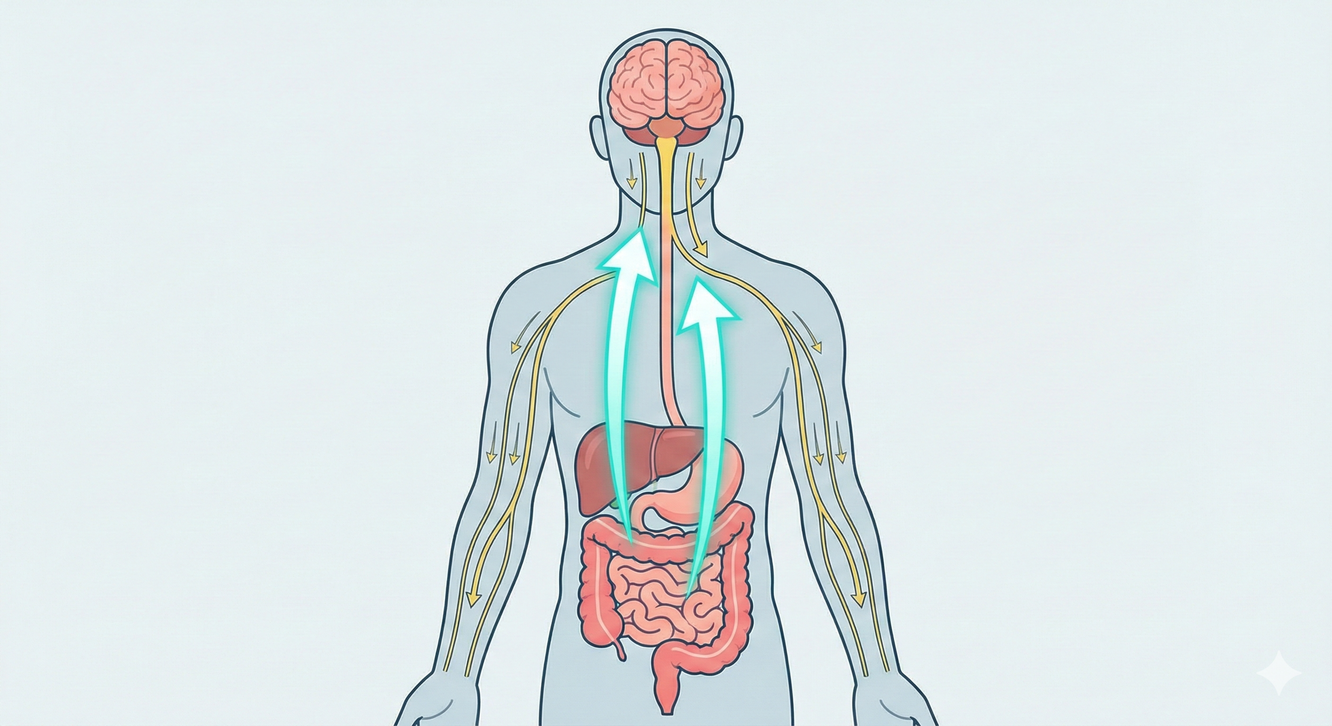 O nervo vago leva mais informações do intestino para o cérebro / Gemini