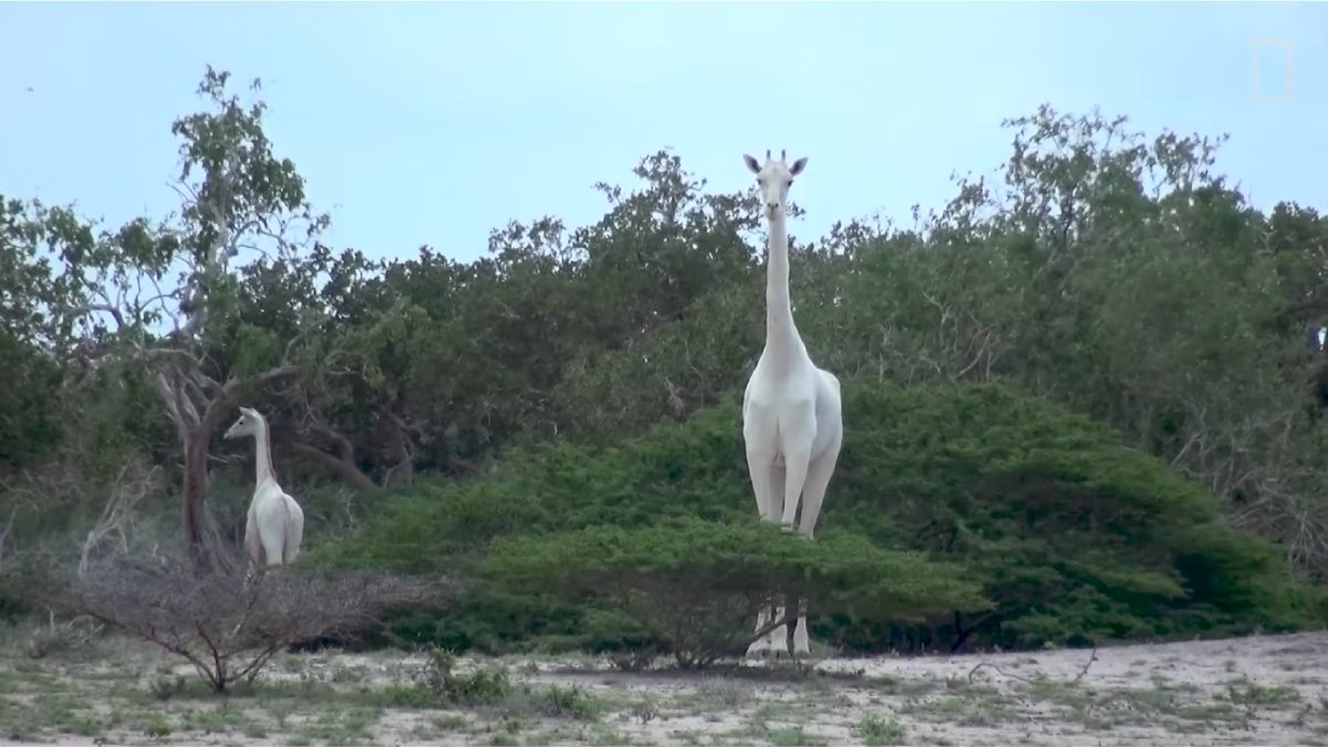 A coloração clara dessas girafas é causada pelo leucismo / Reprodução/Youtube