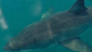 O animal identificado era um Carcharodon carcharias, nome científico do tubarão-branco. O exemplar juvenil media cerca de 210 centímetros e pesava entre 80 e 90 quilos