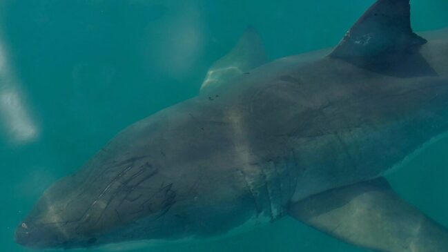 O animal identificado era um Carcharodon carcharias, nome científico do tubarão-branco. O exemplar juvenil media cerca de 210 centímetros e pesava entre 80 e 90 quilos