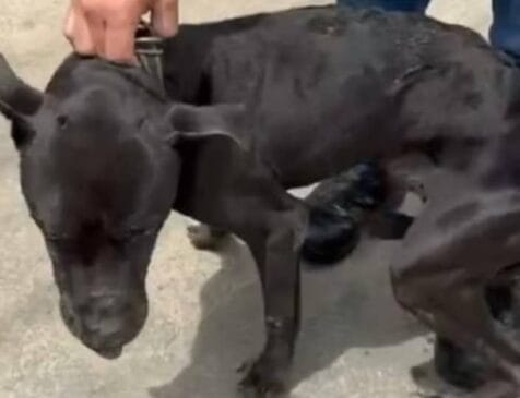 Cão segue internado em hospital veterinário