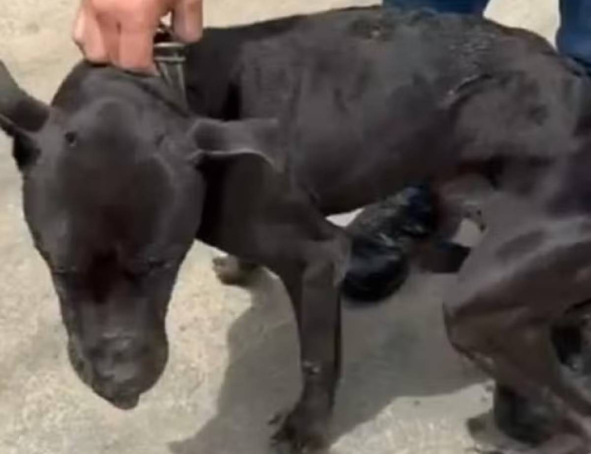 Cão segue internado em hospital veterinário