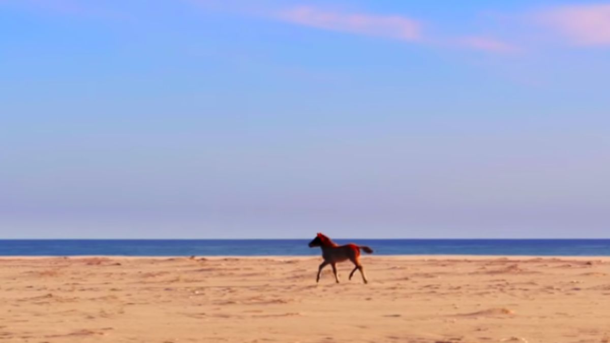 Dunas de areia, pântanos e lagoas de água doce garantem os recursos naturais que sustentam a fauna local. Reprodução/Parks Canada/YouTube
