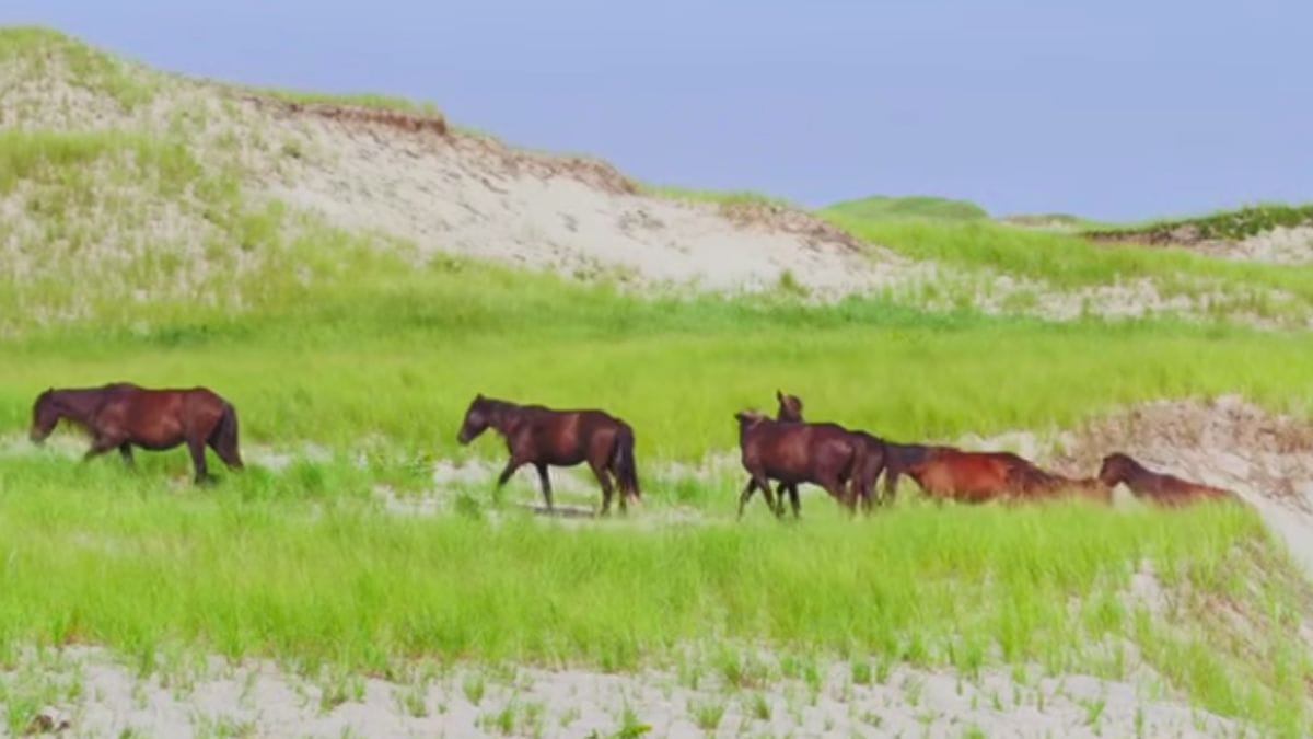 Mais de 500 cavalos selvagens vivem em liberdade na Ilha, sem qualquer tipo de intervenção humana. Reprodução/Parks Canada/YouTube