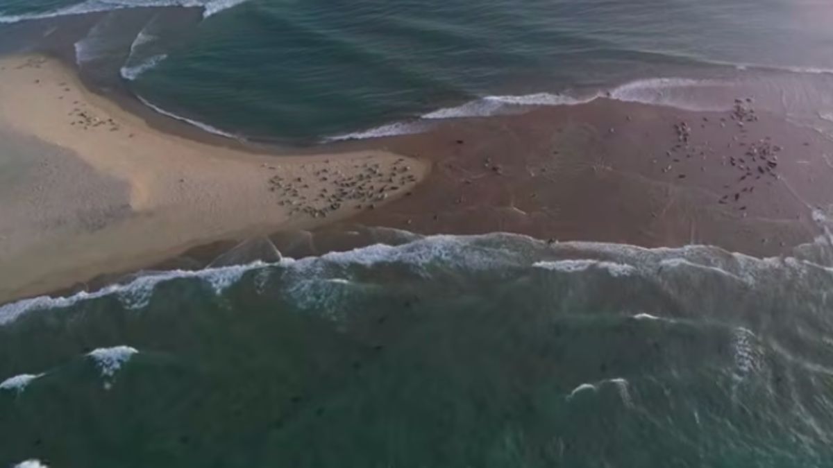 Localizada a cerca de 180 km da costa da Nova Escócia, a ilha apresenta altitude máxima inferior a 30 metros. Reprodução/Parks Canada/YouTube