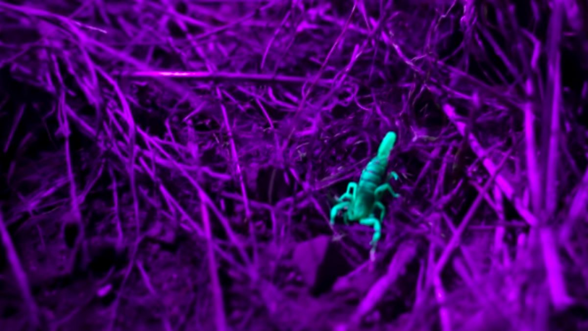 A fina película chamada camada hialina funciona como proteção natural contra predadores, parasitas e possíveis infecções, contribuindo para a sobrevivência da espécie. Captura de tela/YouTube/Veritasium