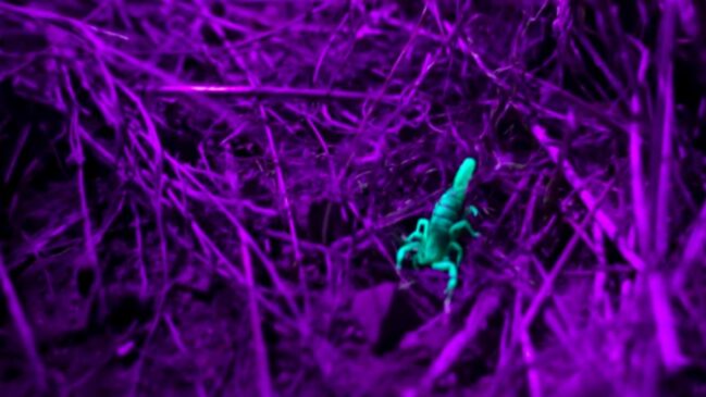 A fina película chamada camada hialina funciona como proteção natural contra predadores, parasitas e possíveis infecções, contribuindo para a sobrevivência da espécie