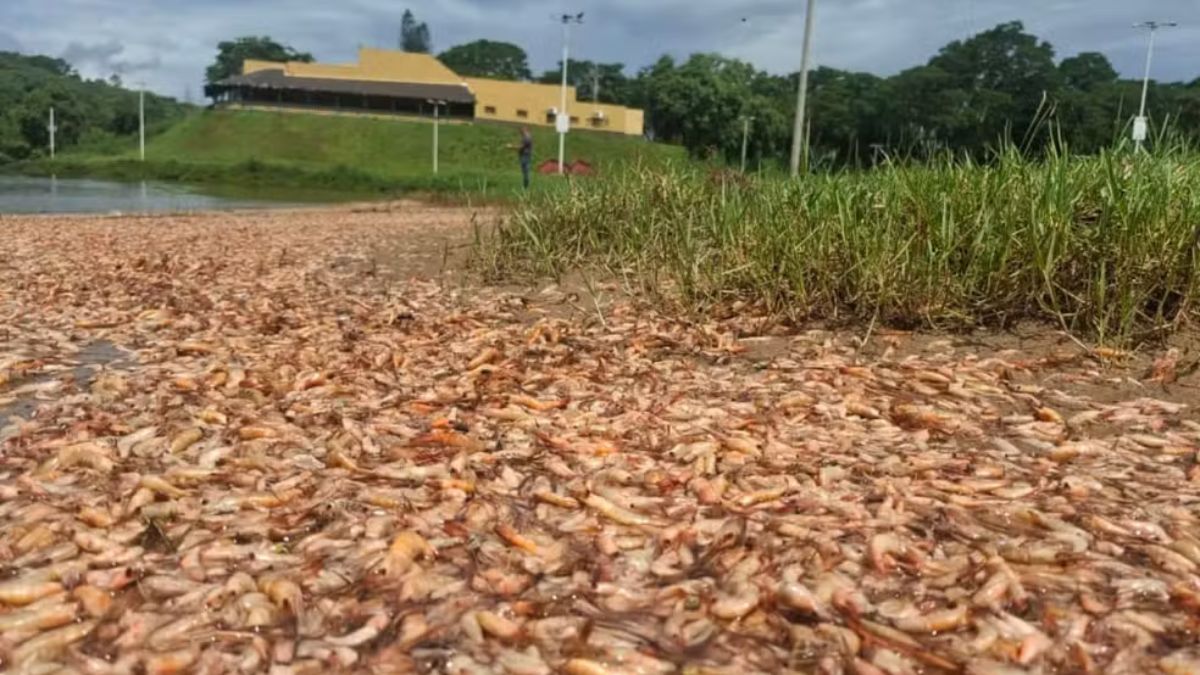 Especialistas suspeitam de queda drástica de oxigênio na água; prefeitura de Igaraçu do Tietê acionou órgãos ambientais para investigar possíveis causas.