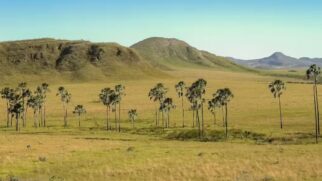 Novo estudo científico mostra que o Cerrado é o bioma que mais desaparece no país, com proteção legal insuficiente