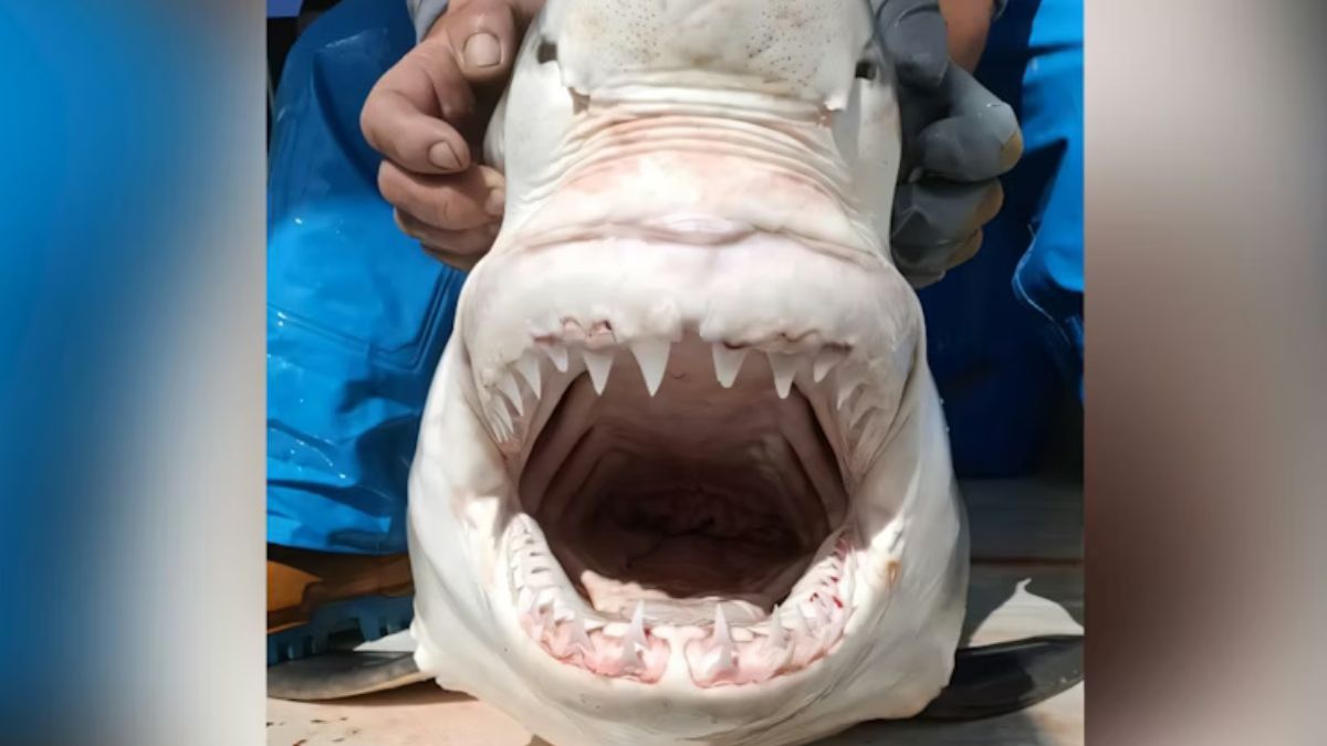 Cientistas são forçados a mapear um século e meio de registros após aparição de visitante inesperado na costa espanhola.