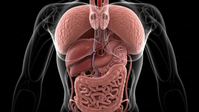 Diferente da gordura que conseguimos beliscar sob a pele, a gordura profunda é metabolicamente instável