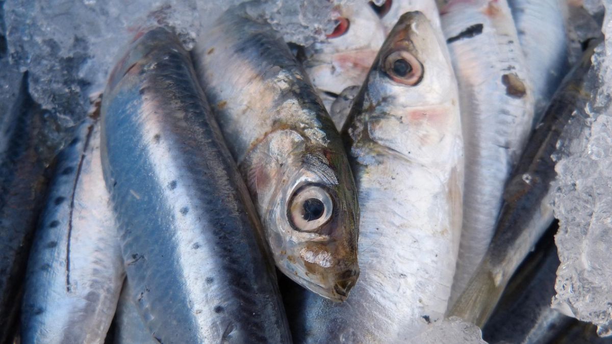 A sardinha ocupa um papel social e econômico único