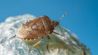 A conexão entre a presença do percevejo e os ciclos da Lua Nova como um convite à disciplina e paciência