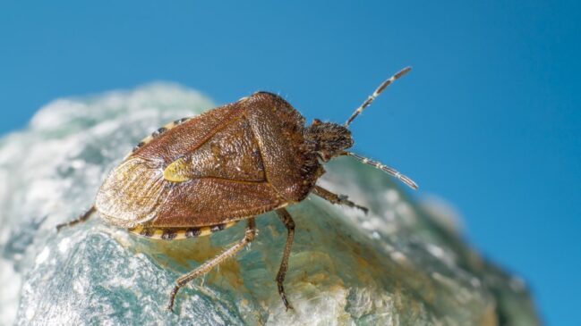A conexão entre a presença do percevejo e os ciclos da Lua Nova como um convite à disciplina e paciência