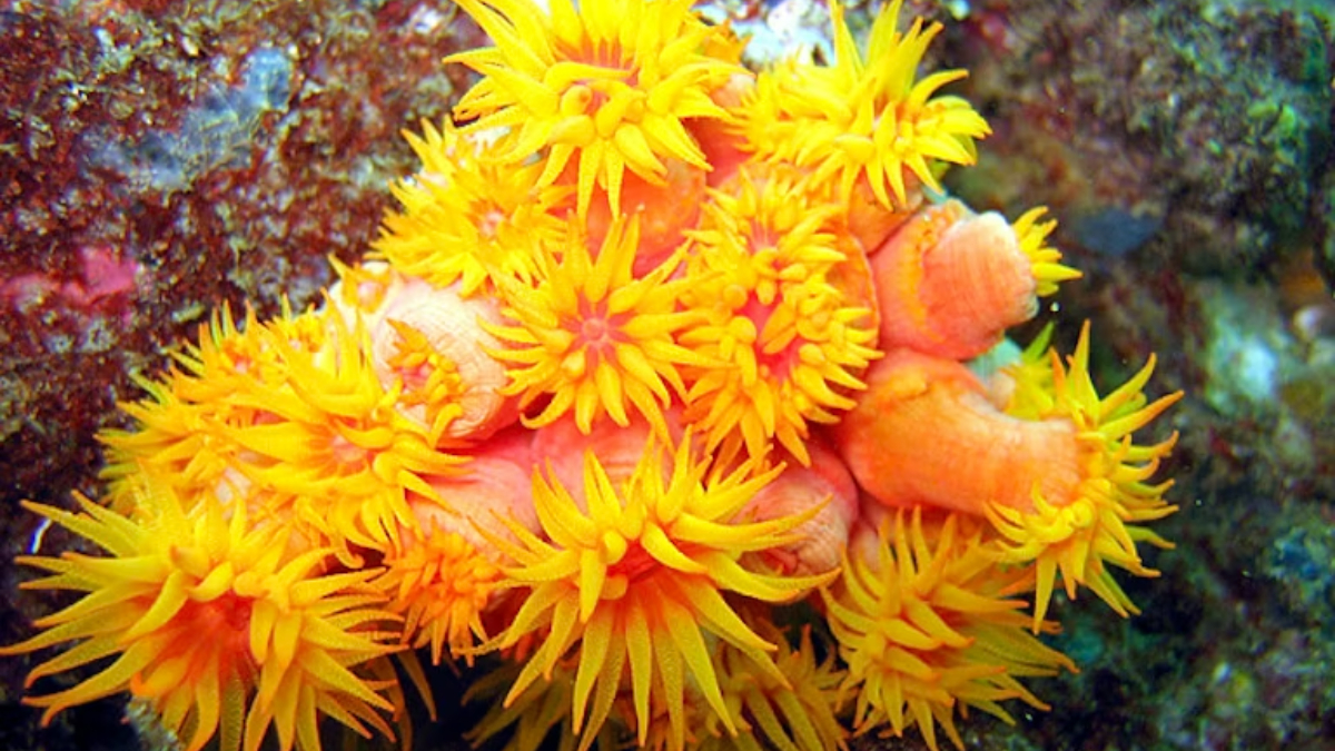 Uma única ação de remoção do coral invasor conhecido como Coral-sol pode custar R$ 3.600,00 por dia