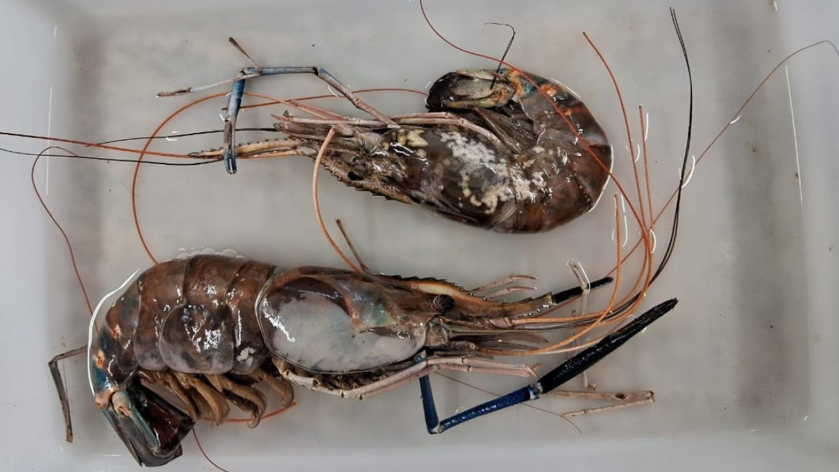 Conhecido cientificamente como Macrobrachium rosenbergii, ele pode ultrapassar 30 centímetros / Edson Barbieri/Arquivo Pessoal