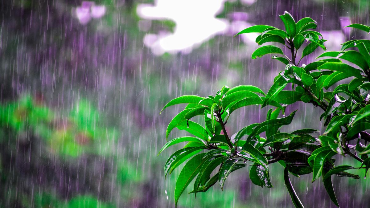 A chuva seguiu de forma persistente ao longo de toda a quinta-feira (26)/Pexels
