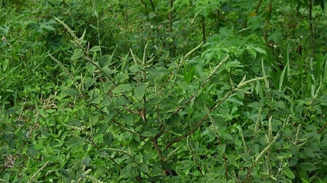 Até então, registros da planta no Brasil se restringiam aos estados do Mato Grosso e Mato Grosso do Sul, desde 2015