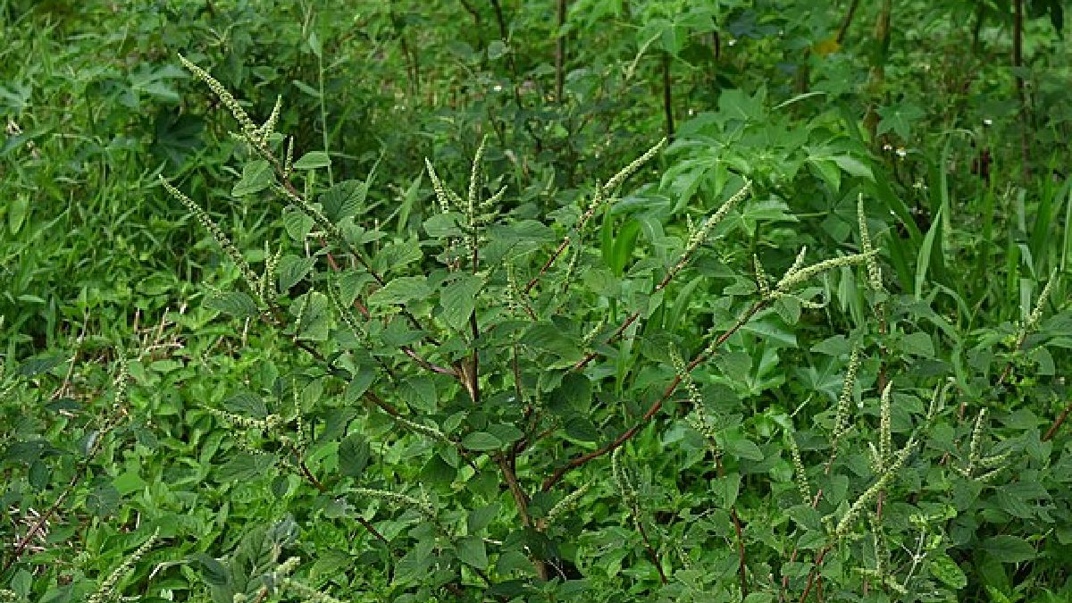 Até então, registros da planta no Brasil se restringiam aos estados do Mato Grosso e Mato Grosso do Sul, desde 2015