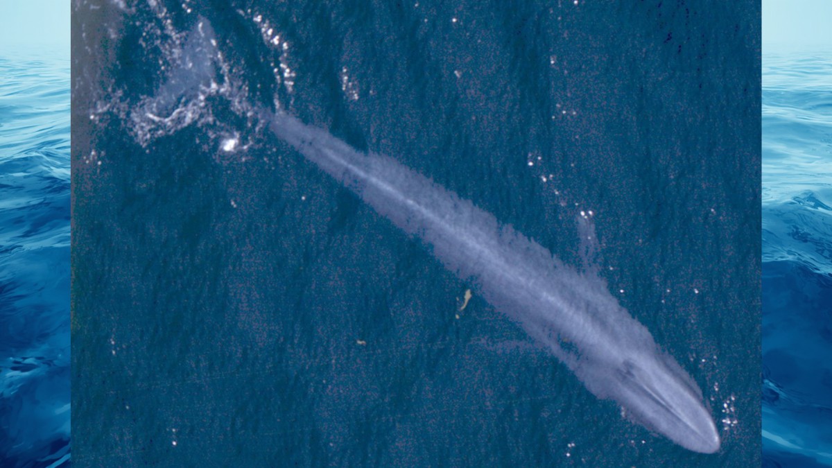 Apesar do tamanho gigantesco, ela se alimenta principalmente de pequenos krills / NOAA Fisheries/Wikimedia Commons