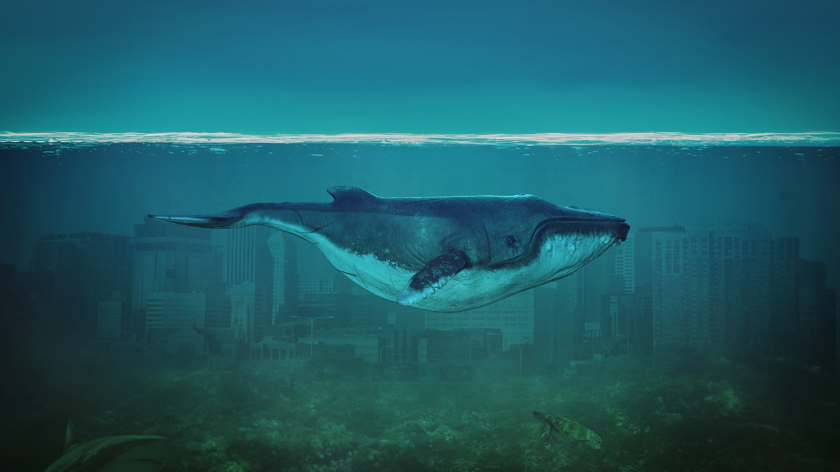 A baleia-azul desempenha papel essencial no equilíbrio dos oceanos / derfotoartista/Wikimedia Commons