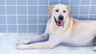 Outra opção para conhecer os animais é a feira de adoção realizada todas as sextas-feiras