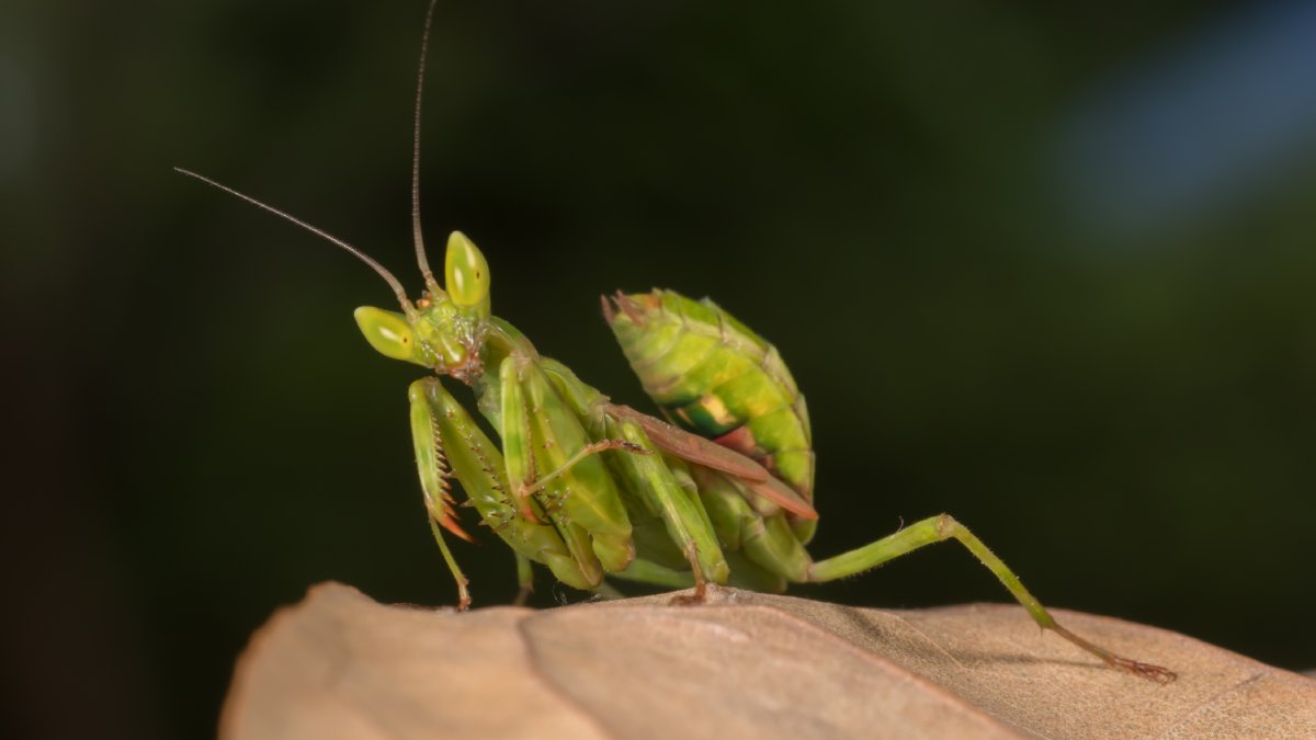 Presença do inseto é vista como positiva por tradições orientais e pela ciência