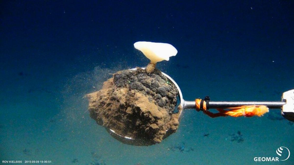 Nas planícies abissais, a vida se move em um ritmo extremamente lento. A remoção de nódulos polimetálicos destrói substratos que levaram milhões de anos para se formar e que servem de base para a macrofauna/ROV-Team/GEOMAR/Wikimedia Commons