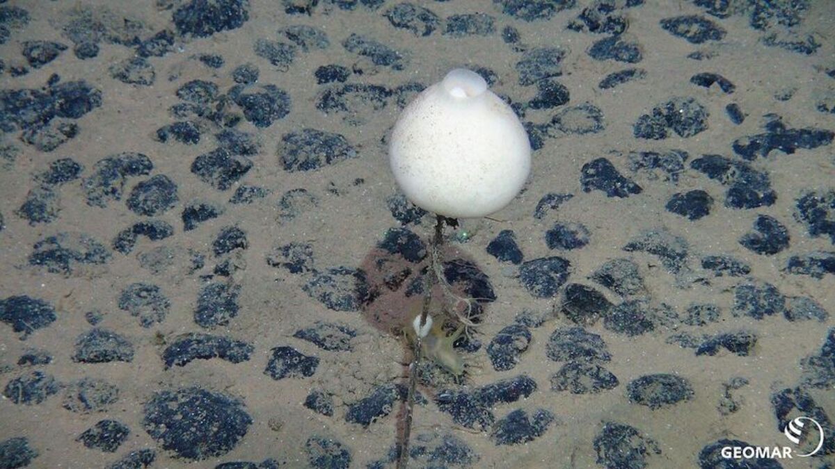 O níquel e o cobalto encontrados a 4.300 metros de profundidade são vitais para a autonomia de veículos elétricos, criando um conflito ético entre a descarbonização da economia e a preservação dos oceanos/ROV-Team/GEOMAR/Wikimedia Commons