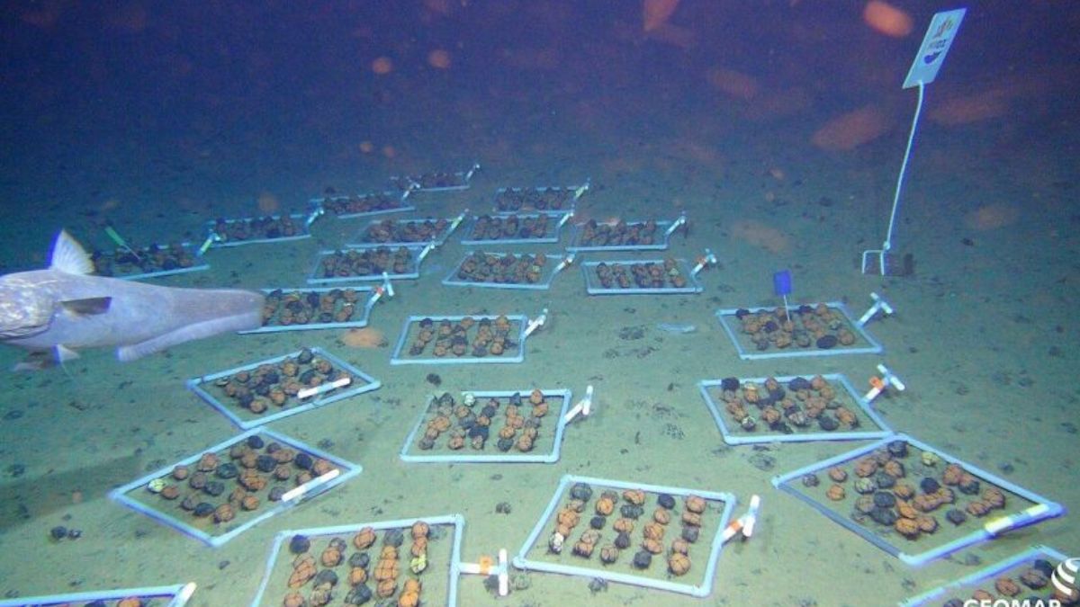 A Autoridade Internacional dos Fundos Marinhos (ISA) enfrenta pressão crescente de nações e empresas para liberar a exploração comercial, enquanto novos estudos científicos pedem cautela e moratórias/ROV-Team/GEOMAR/Wikimedia Commons